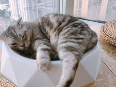 -Catmate·猫肥家润(金润铂宫店)