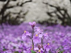 -江苏三台山国家森林公园