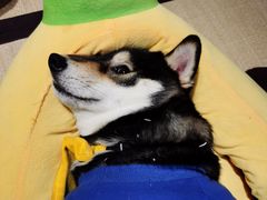 -逗柴咖啡屋·狗咖猫咖宠物桌游