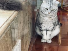 -Catmate·猫肥家润(金润铂宫店)