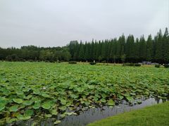 -宜兴龙背山森林公园