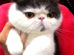 iphone_upload_pic-诺比宠物医院心脏内科·泌尿肾内外科·骨科急重症