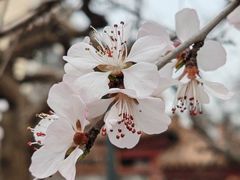 -桃花堤公园