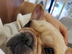 -柯斗斗主题餐厅·狗咖·围炉煮茶·茶饮(国瑞升平里店)