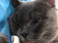 -伟伟宠物医院·CT影像中心·瑞派犬猫综合性门诊(汉口总院)