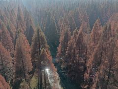 -黄海国家森林公园