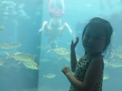 -海棠湾洲际-涛·海底餐厅·美人鱼·自助餐·海底隧道