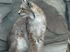 -青藏高原野生动物园