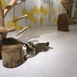 -七巧国萌宠乐园(龙湖天街店)