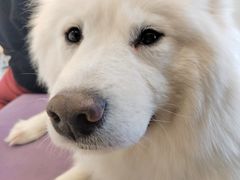 -怪兽屋·羊驼·猫咖·狗咖(俊华广场店)