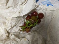 -马陆小张葡萄园农家乐