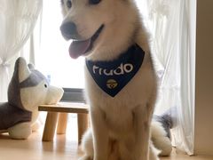 -Husky Go! 哈士奇体验馆·宠物咖啡厅狗咖