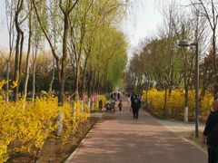 -大兴滨河森林公园