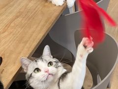 -有喵·猫咖·狗咖·30几只猫10只小狗(岗厦店)