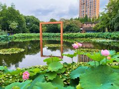 -陈家山荷花公园