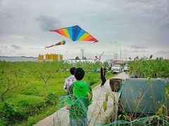 -樂桃源奉贤黄桃种植采摘基地