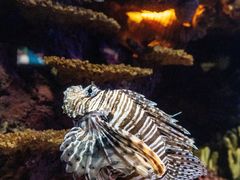 -上海海洋水族馆