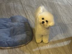 -翊宠yipet猫狗购宠庄园犬舍•猫舍