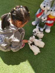 -萌宠亲子动物乐园(槐房万达店)