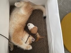 -东方名猫馆·英短金渐层布偶猫舍(环线广场1号楼店)