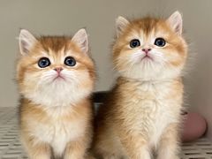 -lincat·猫舍(广州店)