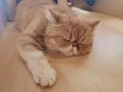 -瞄一喵猫咖(格力海岸店)