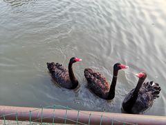 -鹅湖玫瑰文化园