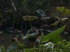 -丹樱生态园