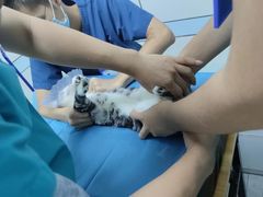 -中农国际动物医院24小时·猫科·骨科·急重症中心