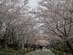 -高东镇樱花园
