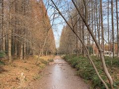 -黄海国家森林公园