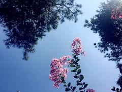 -铁山坪森林公园