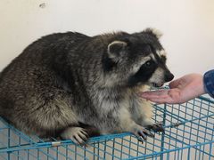 -浣熊柯尔鸭土拨鼠·电玩咖