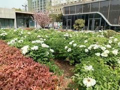 -洛阳市牡丹公园