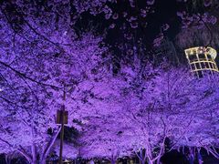 -西北湖绿化广场