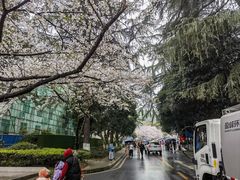 -武汉大学-樱园