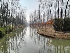 -合肥滨湖国家森林公园