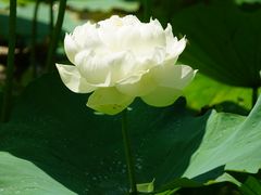 -黄兴公园