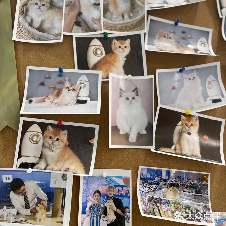 Universe猫宇 | 天河靠谱猫舍‼️