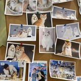 Universe猫宇 | 天河靠谱猫舍‼️