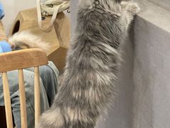 -楼上猫咖(罗湖店)