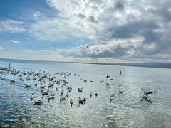 -青海湖国家重点风景名胜区