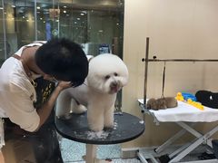 -momokira米努特·德文卷毛猫·棉花面纱犬