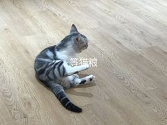 -1013 PET SHOP精品宠物商店(丁香店)