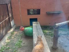 -青藏高原野生动物园