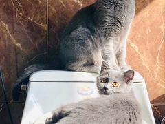 -猫咪博物馆(顶澳仔猫街店)