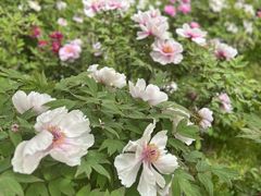 -盛世牡丹苑生态文化旅游区
