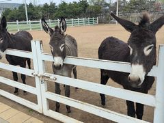 -大连铭湖国际观光牧场