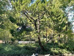 -上海醉白池公园
