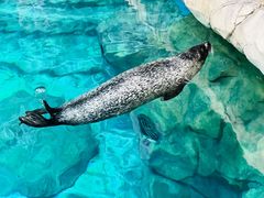 -香港海洋公园